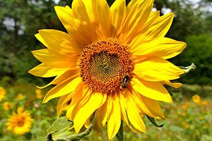 國(guó)家統(tǒng)計(jì)局：2023年2月下旬玉米價(jià)格環(huán)比上漲0.1%